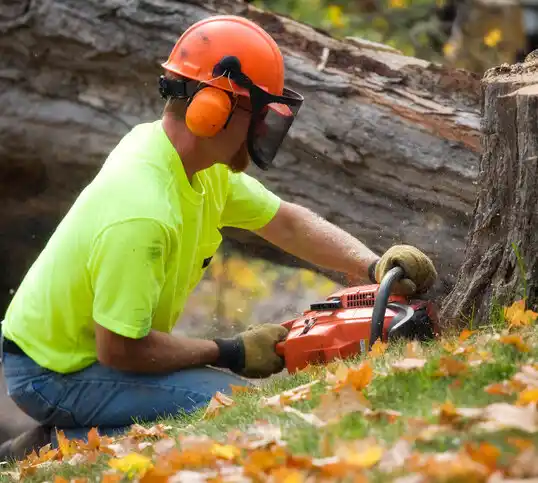 tree services Staatsburg